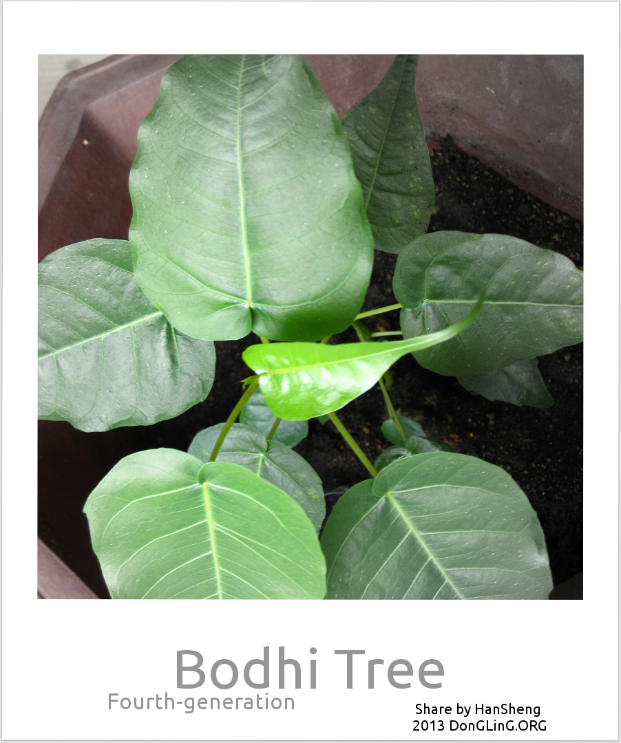 Bodhi Tree　菩提樹